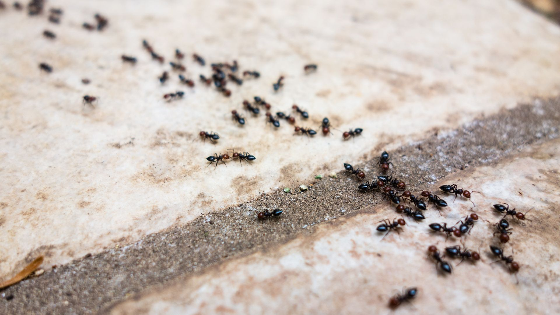 Stop the Invasion: A Complete Guide to Ants Pest Control for Your Home